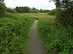 To the boardwalk, Burton Mere - geograph.org.uk - 6222701